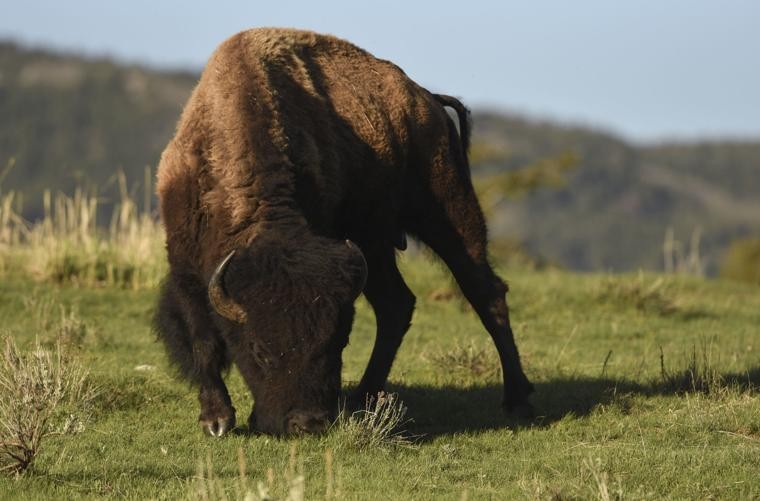 Woman gored by bison in Yellowstone National Park Visit Southeast Idaho